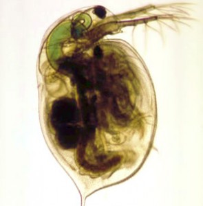 photo_Daphnia_magna