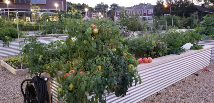 garden vegetables