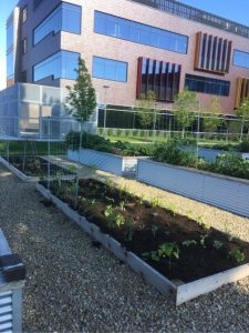 Augsburg's Medtronic foundation community garden 