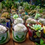 cactus plants in pots