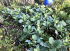 greens growing in the garden