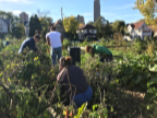 students working in the garden