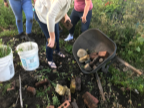 students saving bricks form the garden