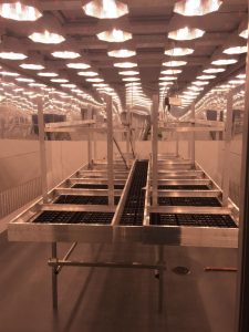 Grow tables under grow room lights