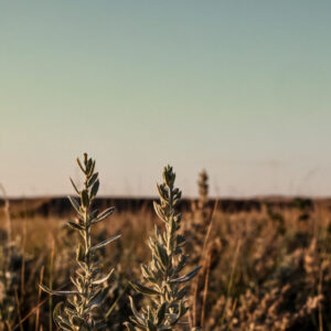 Silvery-green plants in a grassy field under a clear sky.