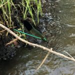 A blue and green dragon fly on a stick above water