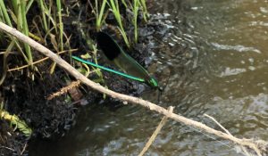 A blue and green dragon fly on a stick above water