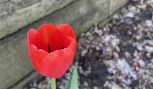 A red tulip in a garden bed.