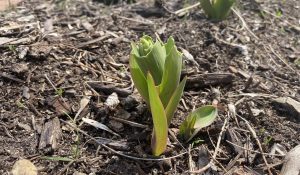 Tulip leaves sprouting up from the brown ground.