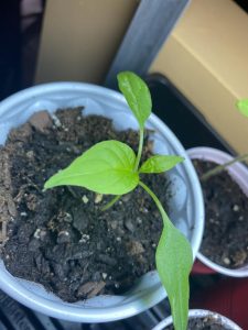 A solo cup with dirt and a pepper plant seedling