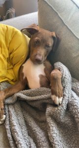 Buzz the lab/pit bull puppy laying on the couch with a yellow pillow and a gray blanket.
