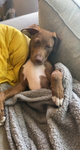 Buzz the lab/pit bull puppy laying on the couch with a yellow pillow and a gray blanket. 