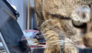 Amanda's cat Stitch standing on the laptop keyboard right in front of the camera.