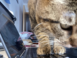 Amanda's cat Stitch standing on the laptop keyboard right in front of the camera. 