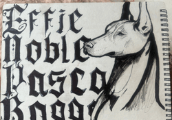 Ink drawing of a realistic dog looking a bit judgmental.