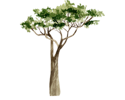 Drawing of a tree