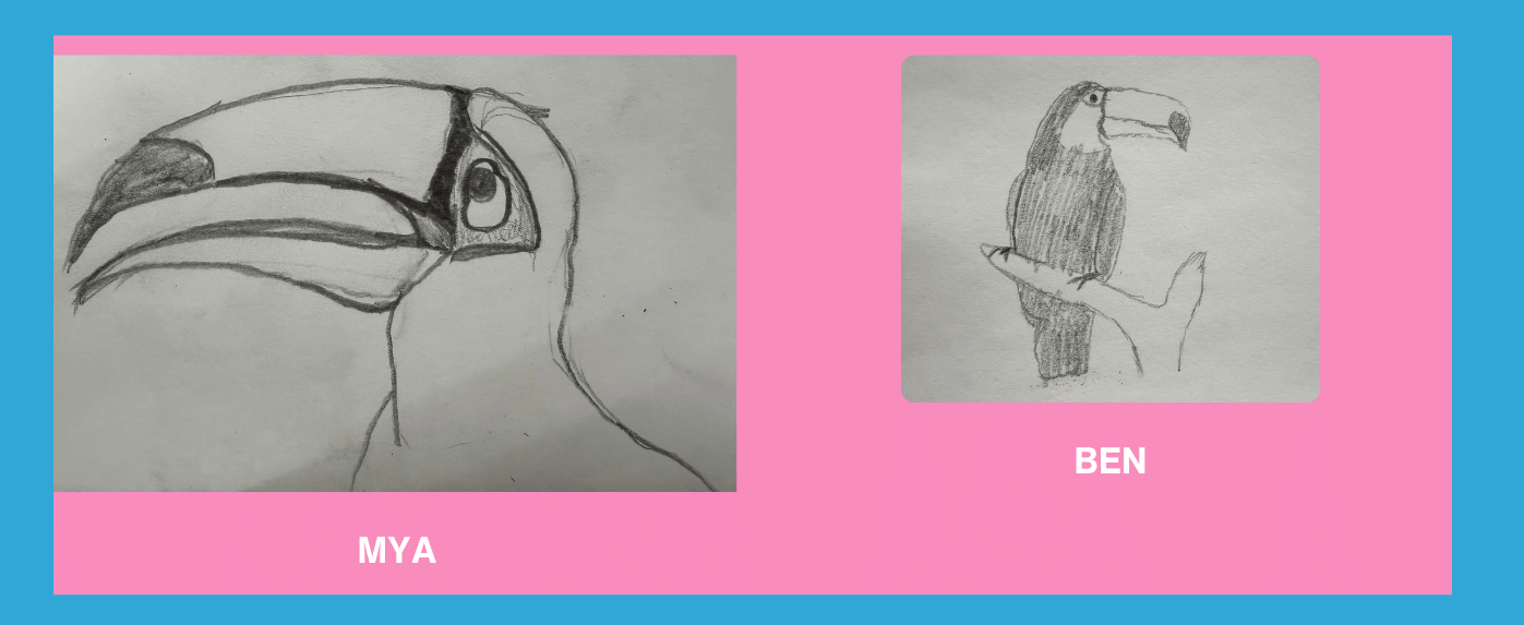 Two drawings of a toucan. The first drawing looks like a cartoon. the second drawing is more realistic.