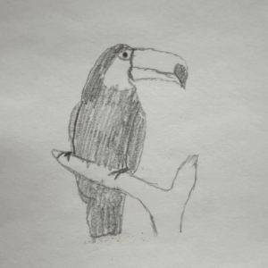 Drawing of a realistic toucan