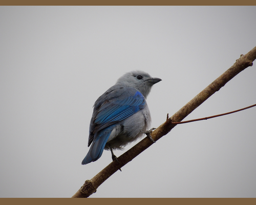 Blue-Grey Tanager in Dota, Costa Rica