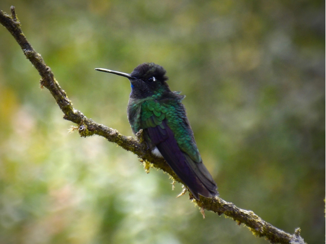 3. Hummingbird in Irazu, Costa Rica