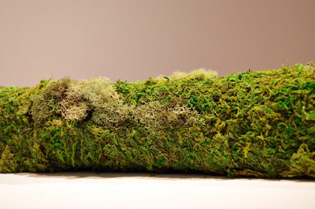 Moss covered log