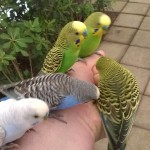 brightly colored birds land on a hand