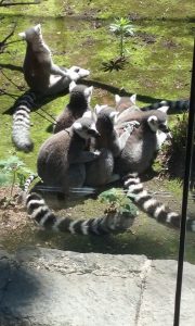 Lemurs