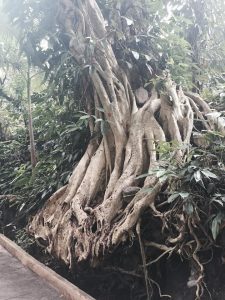 Large roots of a tree