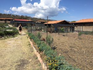 Planting food at farm