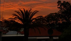 sky lit up in red and orange with some plants in the foreground