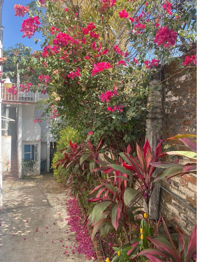 pink flowers in bloom in a tropical setting