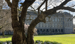 A large, leafless tree with a gnarled trunk stands in a flower garden with a stone building in the background under a blue sky.