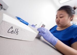 Student Anna Vang observes cell cultures in a lab setting