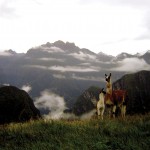 Llamas and the Lost City of the Incas Peru