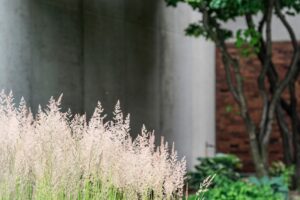 Tall grass against a brick and concrete background