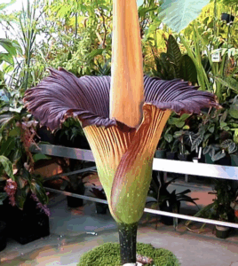 Giant corpse flower blooming