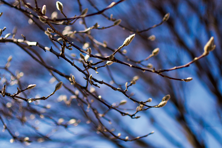 Campus tree in the spring