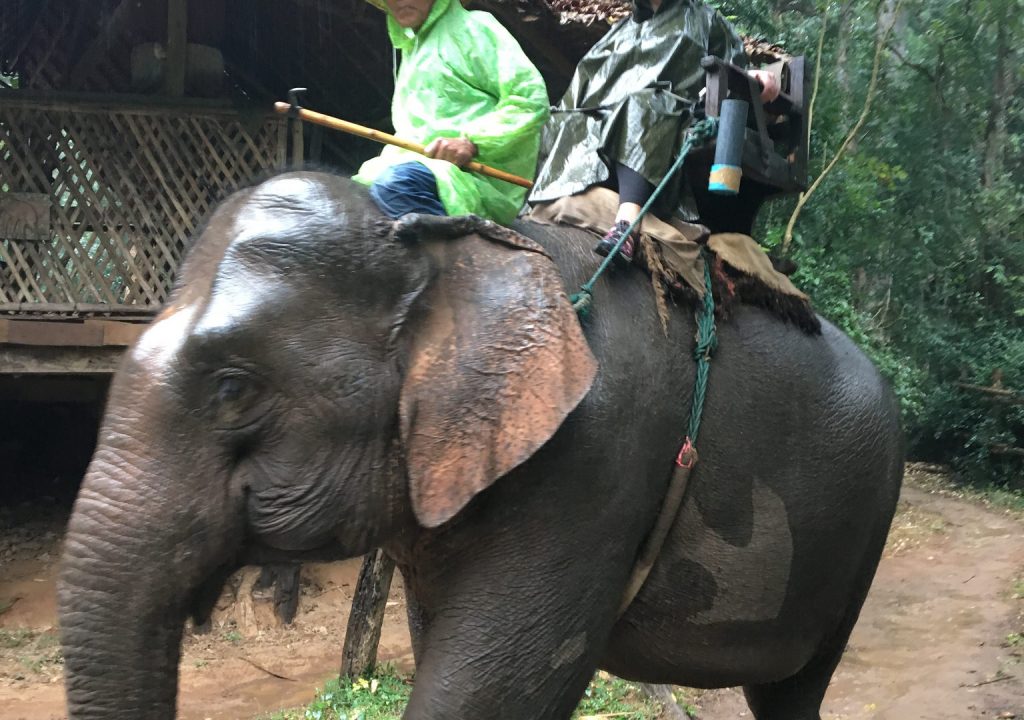 Jill Watson on an elephant