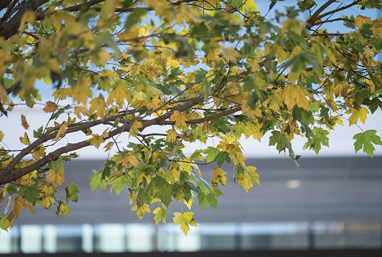 tree at Augsburg