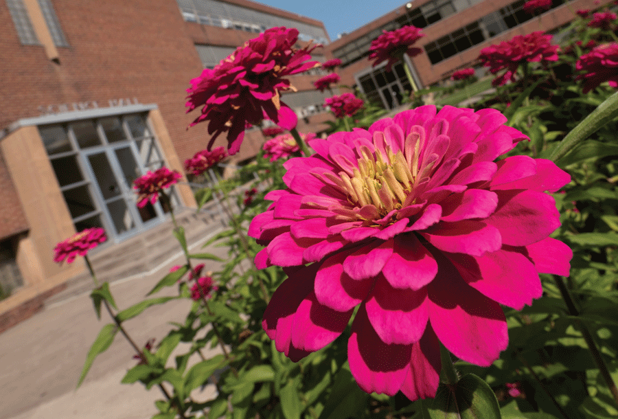 New flowers on campus blossuming in the spring