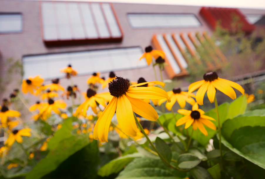 Flowers blowing in the spring in front of Hagfors Center