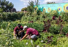 Augsburg’s largest class kicks off academic year with volunteering