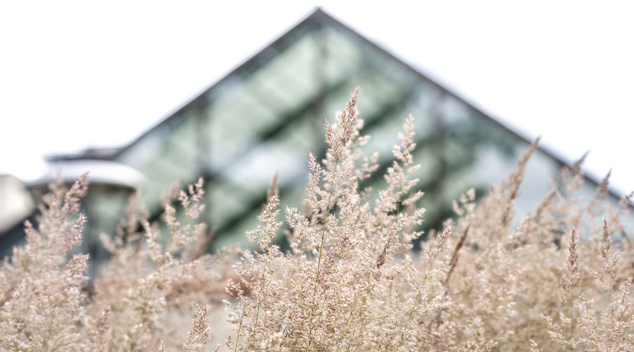 Beauty shot of tall grass with Foss Center's Atrium blurred out behind it.