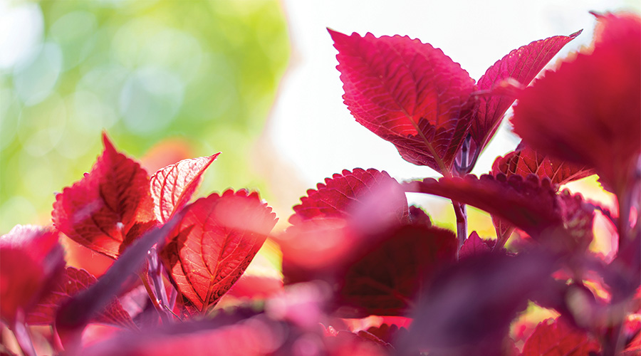 Red flowers on campus