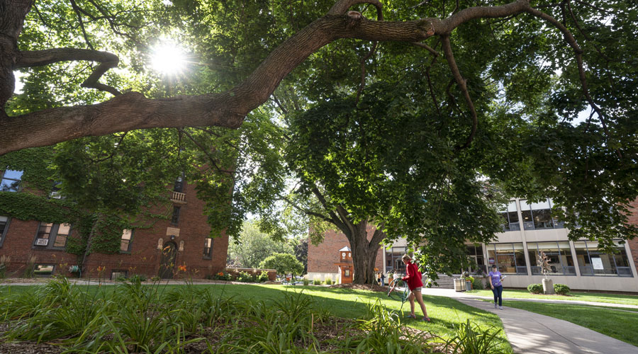 Trees in the Quad on campus