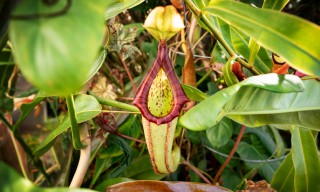 Carnivorous pitcher plants of Southeast Asia, such as this Nepenthes ‘Miranda,’ lure insects and even small mammals to their demise with nectar and inviting colors.