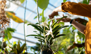 Darwin’s orchid (Angraecum sesquipedale) grows in the rainforests of Madagascar, where it is pollinated by a sphinx moth with a proboscis long enough to reach to the bottom of its 18 inch-long nectar spurs.