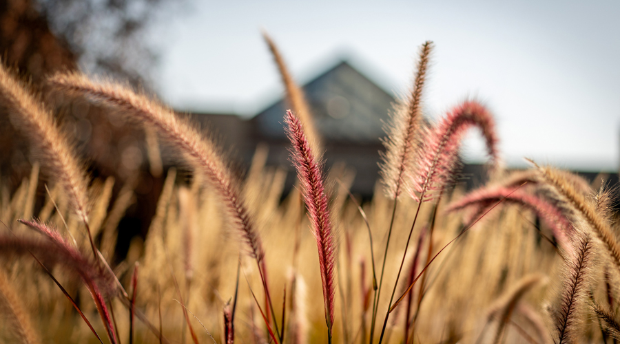 A close-up, low-angle shot of ornamental fountain grass with feathery, purple-tinted seed heads. The background shows a blurred campus building under a soft, golden light.