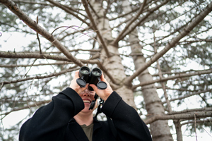 A person looking upward through binoculars toward the branches of a large evergreen tree.