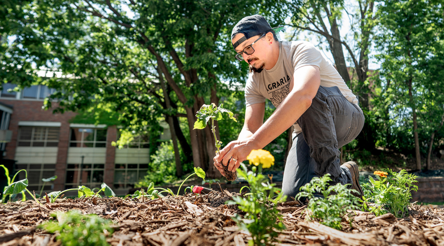 Man in glasses and a backward baseball cap kneeling outdoors, carefully planting a green sapling into mulched soil surrounded by flowers.
